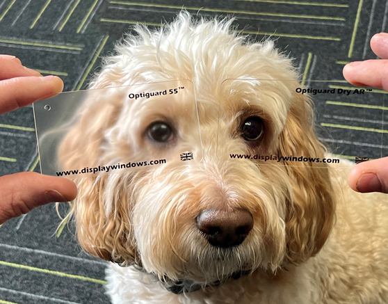 Image of a golden cockapoo dog called doug, he has 2 small plastic swatches help over each eye. One side has an Anti-Reflection (Gloss) coating applied, the other has a Anti-Glare (Matte) coating applied. The image to to easily demonstrate the benefits of each caoting